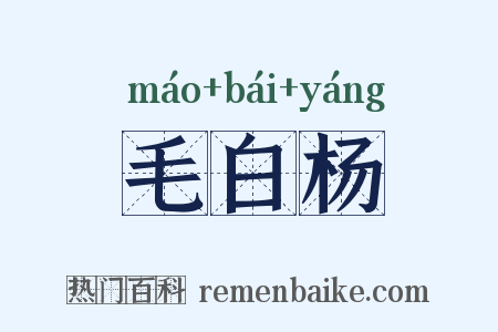 毛白杨是什么意思的图片